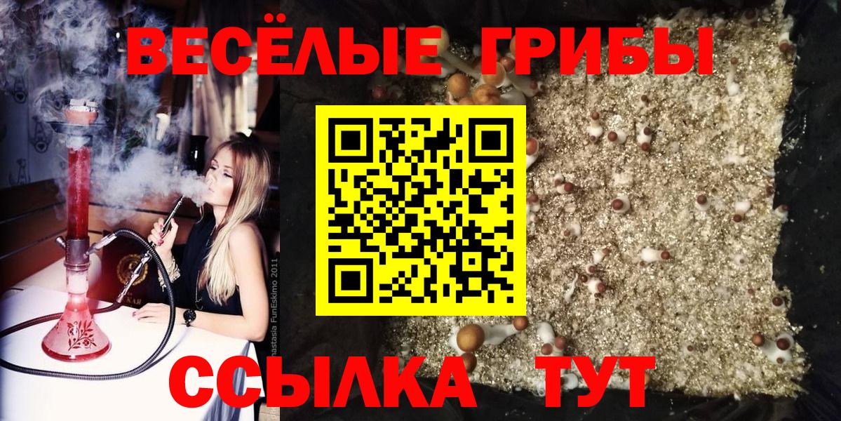 Краснознаменск  Галлюциногенные грибы Psilocybine cubensis  Вход с VPN 
